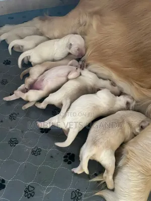 1-3 months Male Purebred Golden Retriever