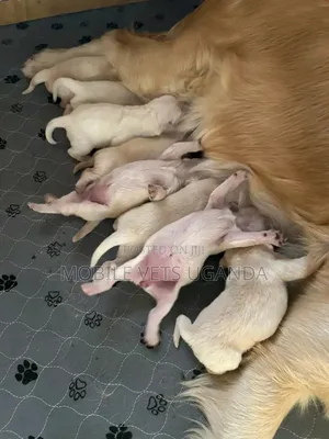 0-1 month Male Purebred Golden Retriever