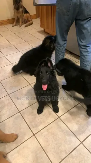 3-6 months Male Purebred German Shepherd