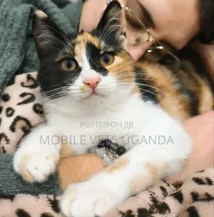 1-3 months Male Purebred American Bobtail