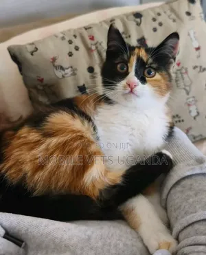 3-6 months Female Purebred Savannah