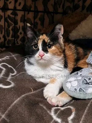 6-12 months Female Purebred Exotic