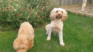 1-3 months Male Purebred Maltese