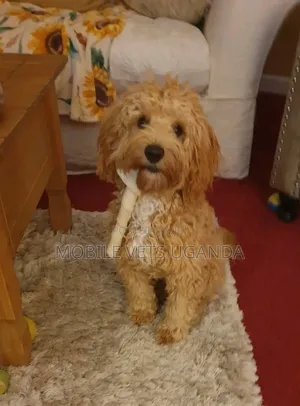 3-6 months Female Purebred Maltese
