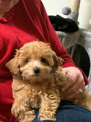 3-6 months Female Purebred Maltese