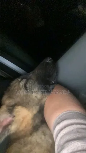 3-6 months Male Purebred German Shepherd