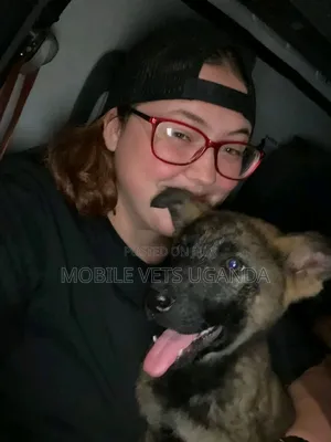 3-6 months Female Purebred German Shepherd