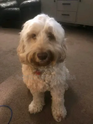 3-6 months Male Purebred Maltese