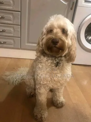 3-6 months Female Purebred Maltese