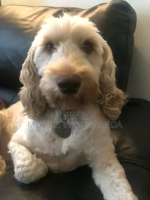 1-3 months Female Purebred Maltese