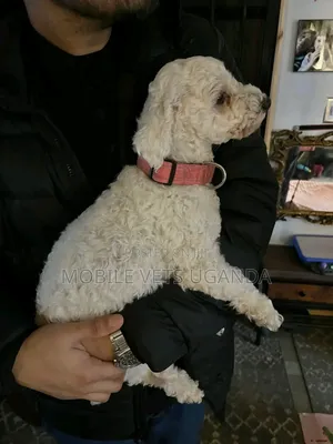1-3 months Male Purebred Maltese