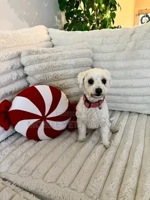 1-3 months Female Purebred Maltese