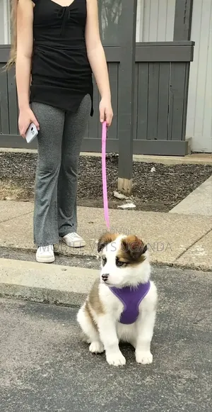 0-1 month Female Purebred Japanese Spitz