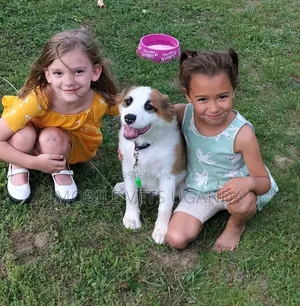 6-12 months Female Purebred Japanese Spitz