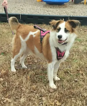 3-6 months Female Purebred Japanese Chin