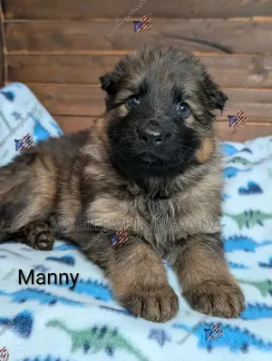 0-1 month Male Purebred German Shepherd