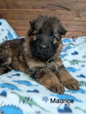0-1 month Female Purebred German Shepherd