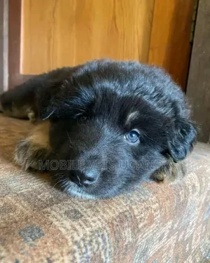 1-3 months Male Purebred German Shepherd