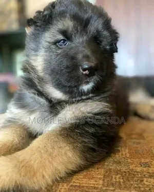 1-3 months Female Purebred German Shepherd