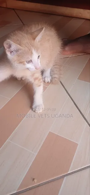 3-6 months Male Purebred Cymric