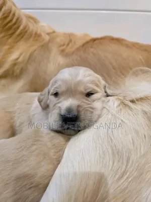 1-3 months Female Purebred Golden Retriever