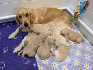 1-3 months Female Purebred Golden Retriever