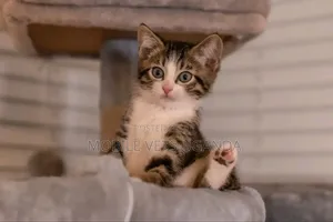 3-6 months Male Purebred Turkish Angora