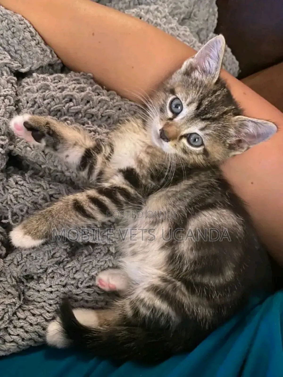 3-6 months Female Purebred Tabby