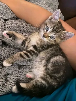 3-6 months Female Purebred Tabby