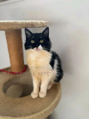 3-6 months Female Purebred American Bobtail