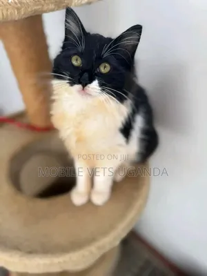 6-12 months Male Purebred Selkirk Rex
