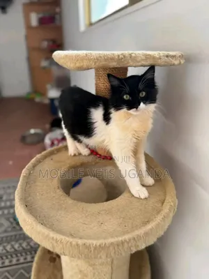 3-6 months Female Purebred Exotic
