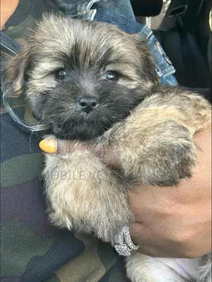 1-3 months Male Purebred Maltese