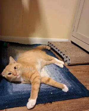 6-12 months Male Purebred Sphynx