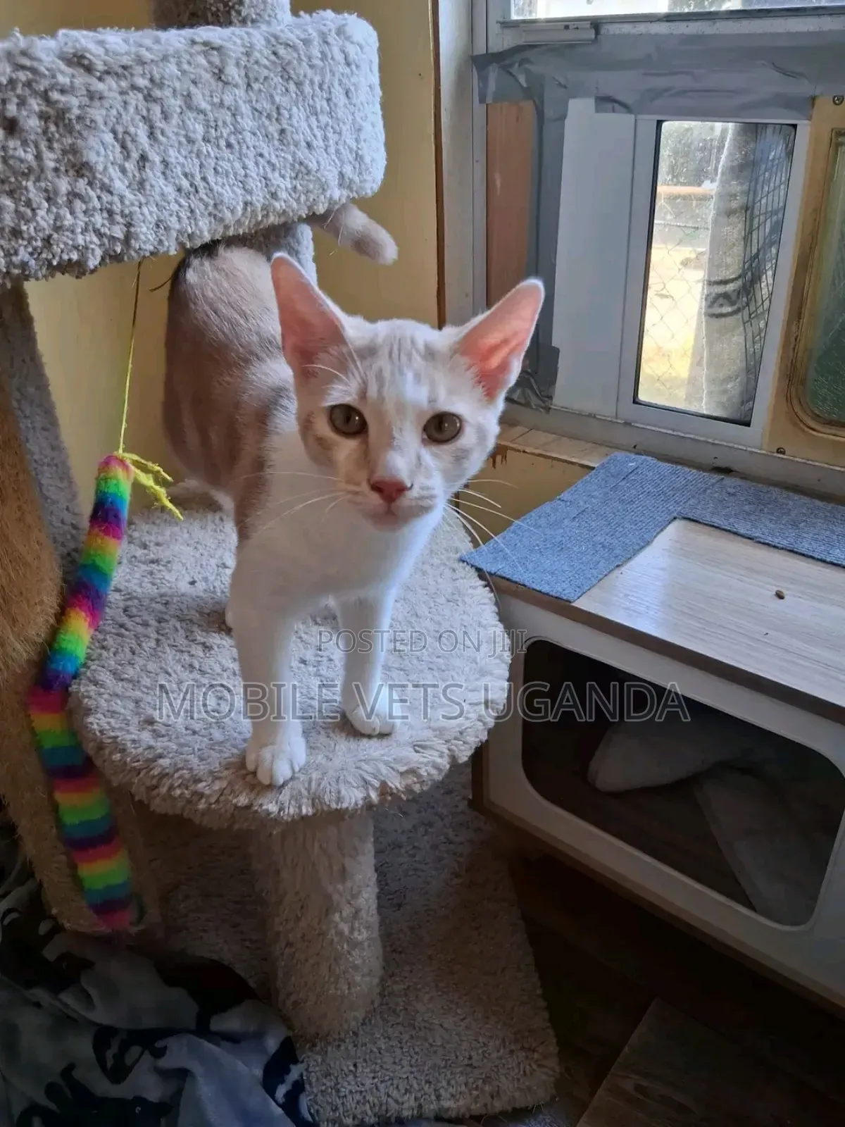 3-6 months Female Purebred Snowshoe
