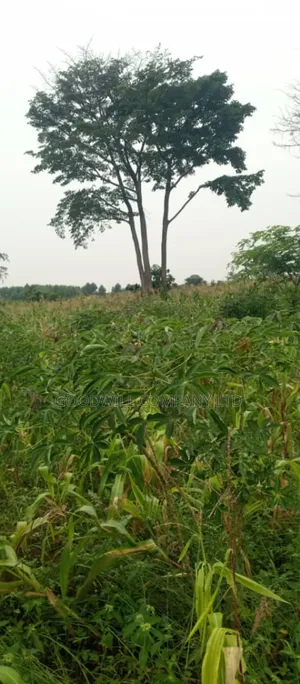 18 Acres of Land in Kamira Kikyuusa Zirobwe Road