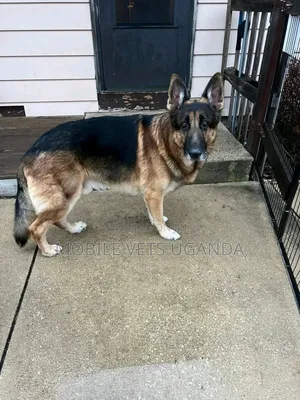 6-12 months Female Purebred German Shepherd