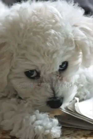 1-3 months Male Purebred Maltese