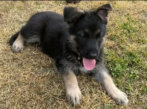 1-3 months Female Purebred German Shepherd