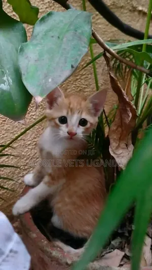 1-3 months Male Purebred Burmese