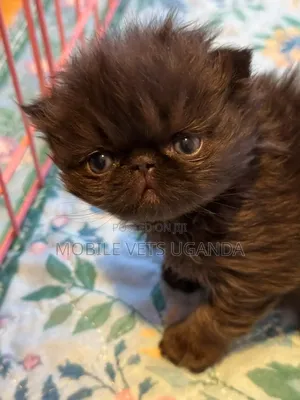 0-1 month Female Purebred Persian
