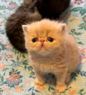 3-6 months Female Purebred Persian