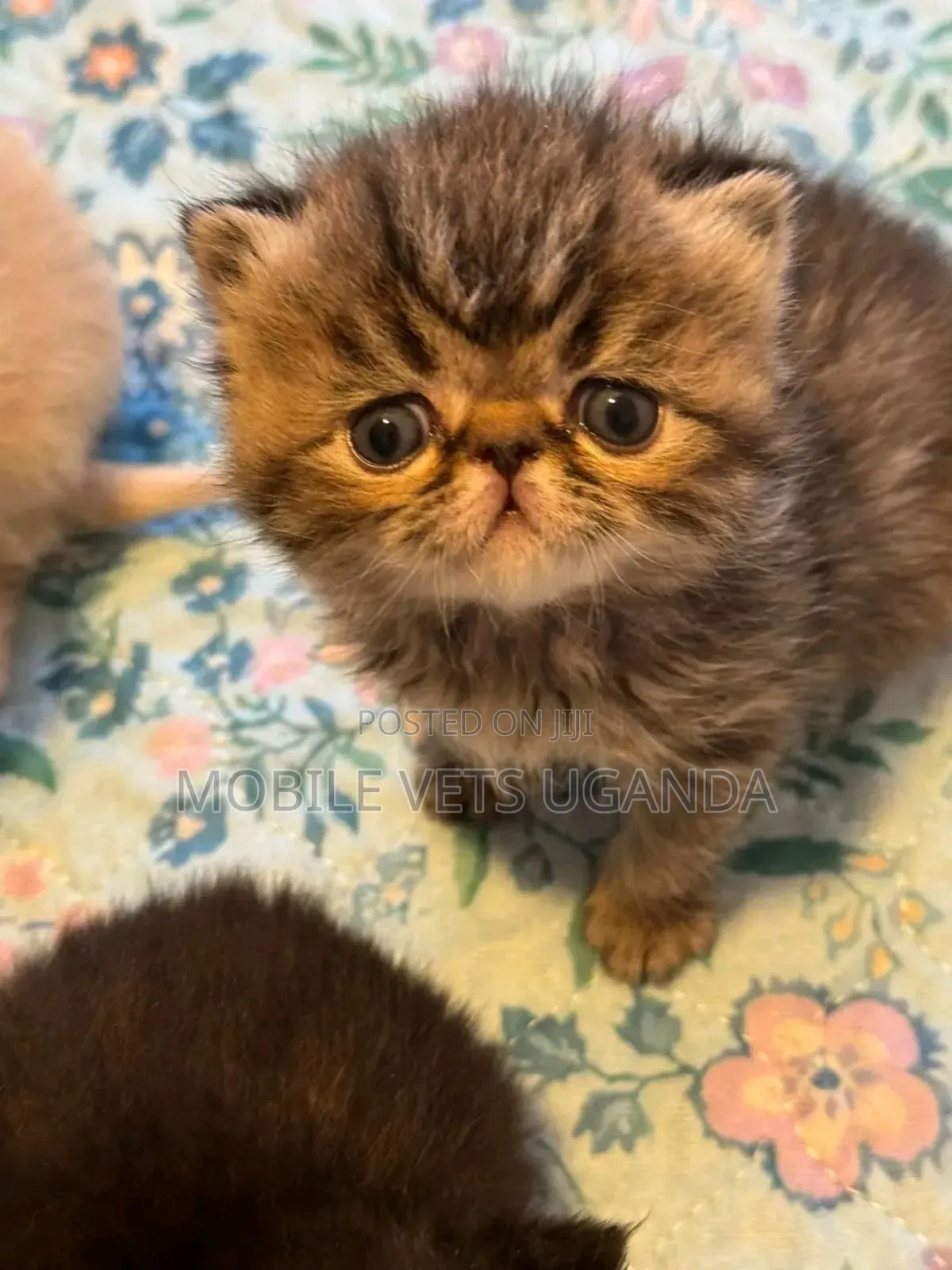 3-6 months Female Purebred Persian