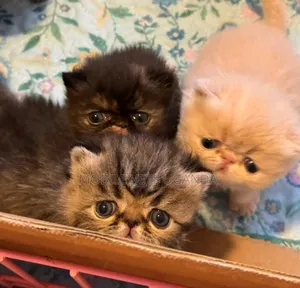 0-1 month Male Purebred Persian