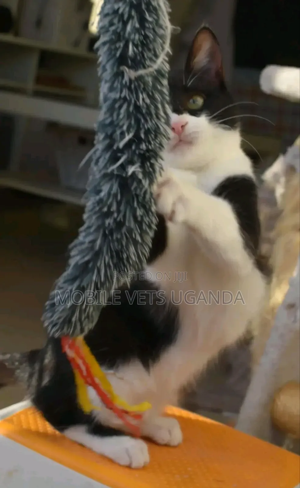 3-6 months Female Purebred Javanese