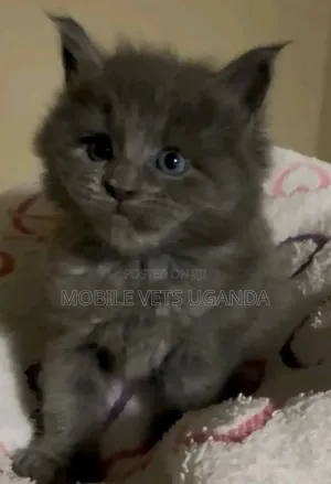 1-3 months Male Purebred Bombay