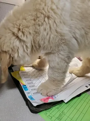 3-6 months Male Purebred Golden Retriever