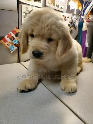 1-3 months Male Purebred Golden Retriever