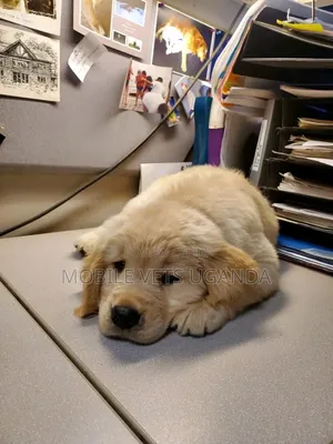 1-3 months Female Purebred Golden Retriever