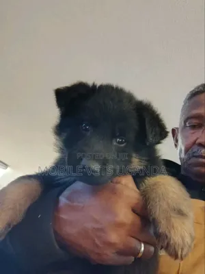 3-6 months Male Purebred German Shepherd